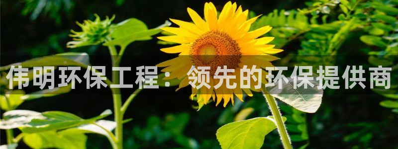 彩名堂排三：伟明环保工程：领先的环保